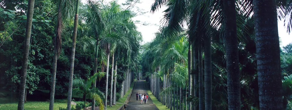 海南热带植物园