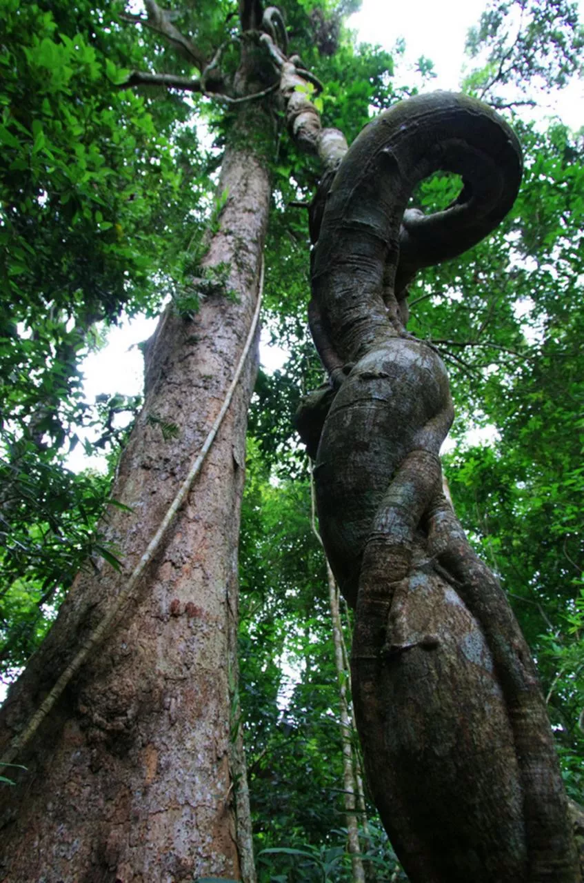 亚龙湾人间天堂鸟巢度假村雨林奇观绞杀