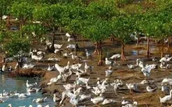 儋州特产之跑海鸭蛋历史和食用价值，食用人群介绍科普