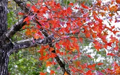 海南的“枫叶”红了，美成人间仙境！附最佳观赏路线！