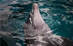 送至海花岛救治的海豚宝宝，已经可以自行游动啦！