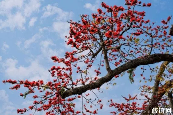 海南三亚春季赏花地点推荐