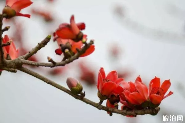 海南三亚春季赏花地点推荐