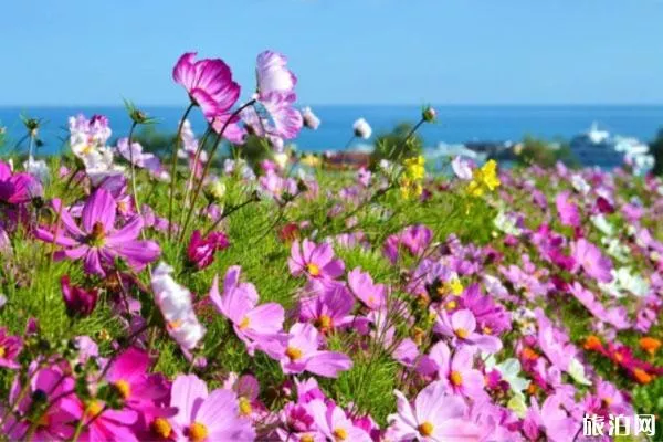 海南三亚春季赏花地点推荐