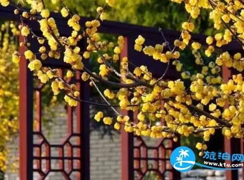 2018上海元宵节赏花有哪些（时间+地址+交通）