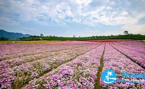2018上海元宵节赏花有哪些（时间+地址+交通）