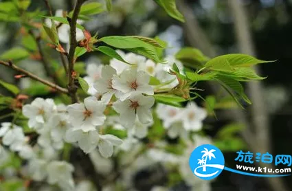 2018上海元宵节赏花有哪些（时间+地址+交通）