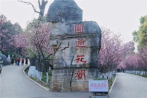 昆明圆通山动物园樱花什么时候开2022 昆明圆通山动物园樱花什么时候开2022