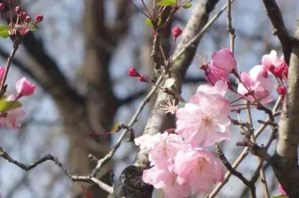 昆明圆通山动物园樱花什么时候开2022 昆明圆通山动物园樱花什么时候开2022