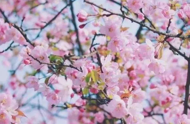 昆明圆通山动物园樱花什么时候开2022 昆明圆通山动物园樱花什么时候开2022