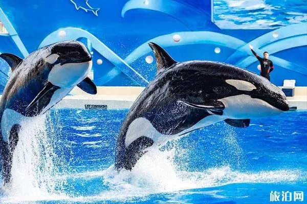 2020上海海昌海洋公园春节有什么活动