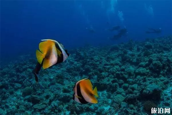 帕劳浮潜拍照游玩攻略